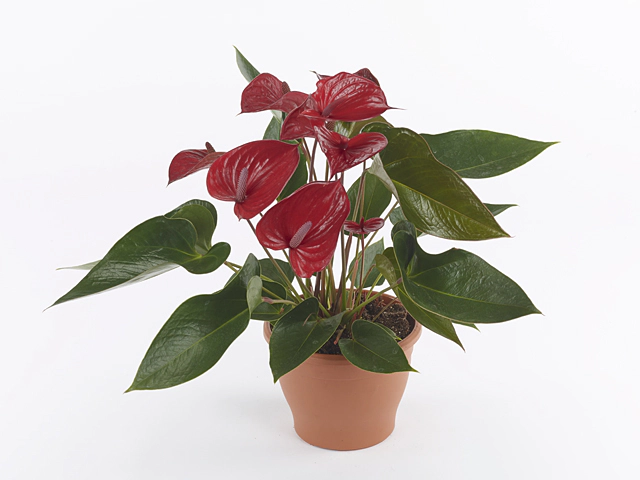Anthurium (Andreanum Grp) Picanta Red