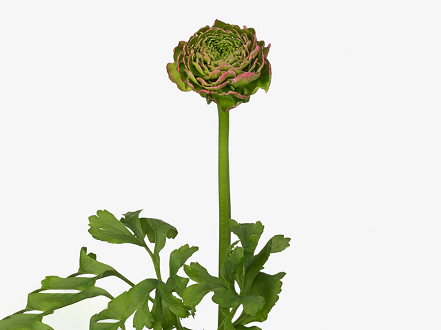 Ranunculus asiaticus Pon Pon Aurora