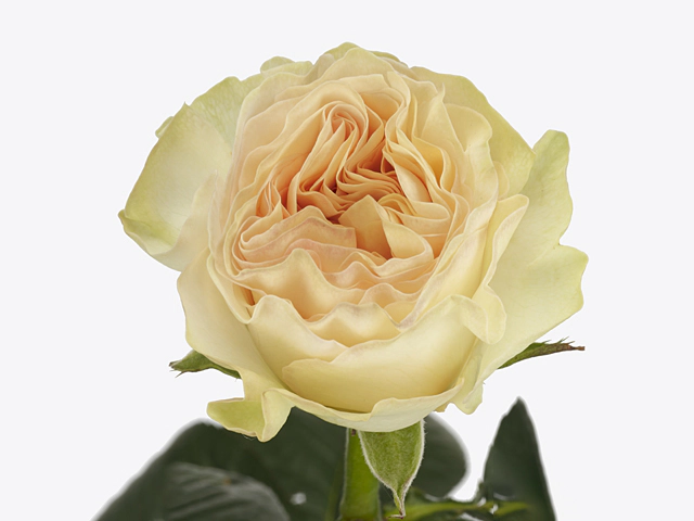 Роза крупноцветковая "Elaine!"