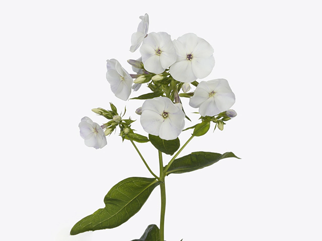 Phlox (Paniculata Grp) Diamonds White