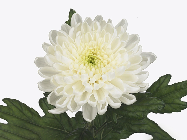 Chrysanthemum (Indicum Grp) disbudded Rossano White