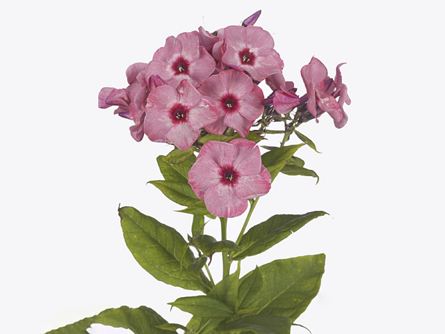 Phlox (Paniculata Grp) 'Pink Fire'
