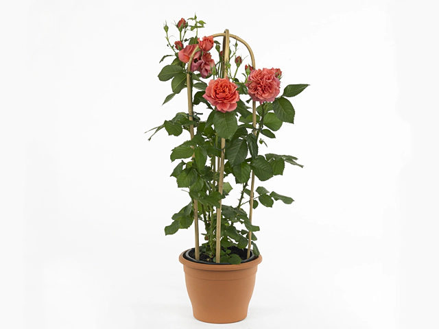 Rosa (Floribunda Grp) Tropical Select