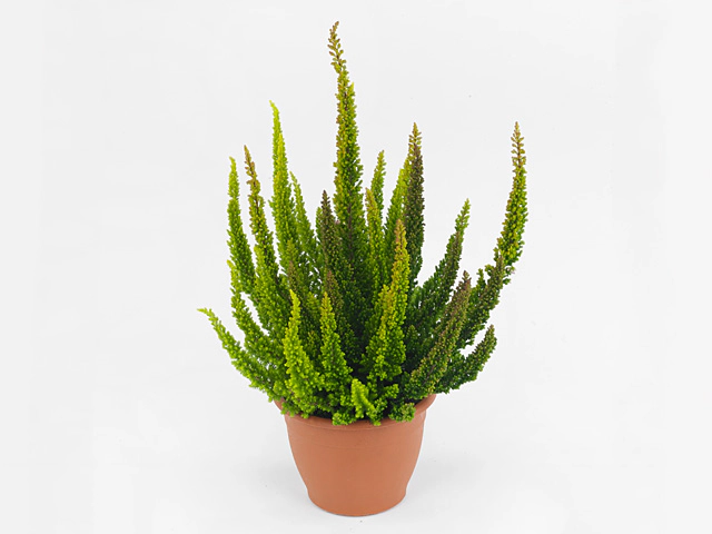 Calluna vulgaris Skyline Trio mixed in pan