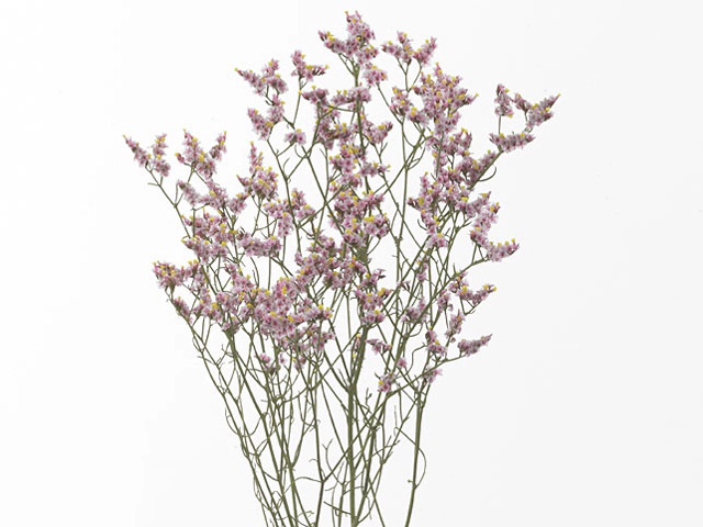 Limonium sinense Pink Activa