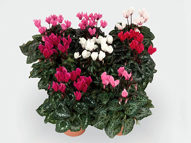 Cyclamen persicum small  flowered garden