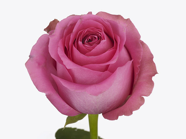 Роза крупноцветковая "Shanghai Lady"