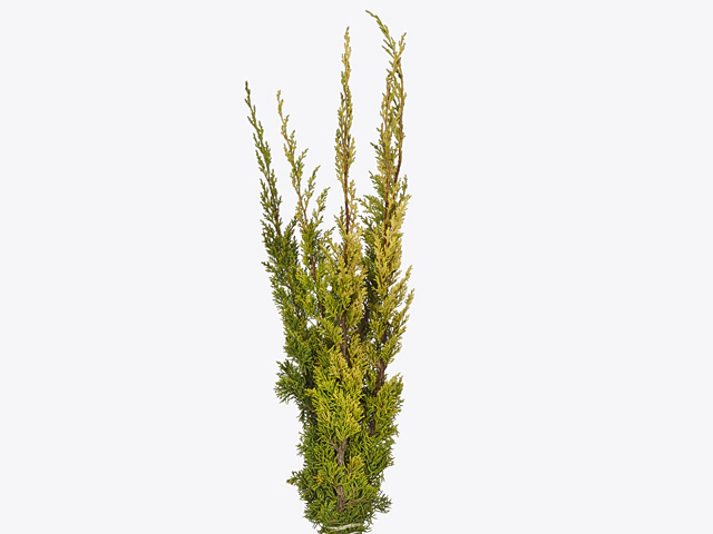 Juniperus chinensis 'Plumosa Aurea' per kilo