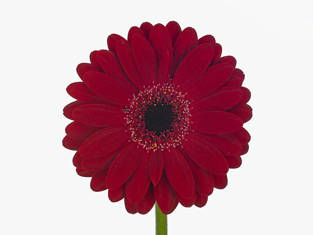 Gerbera mini 'Black Tie'