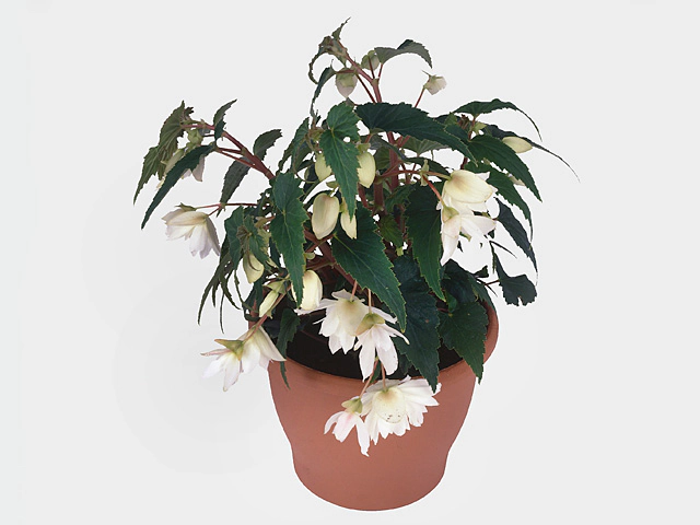 Begonia (Tuberhybrida Grp) Tenella F1 White