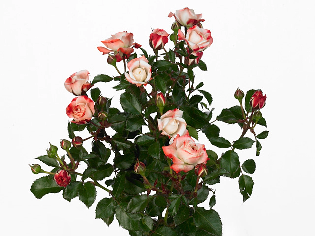 Роза спрей "Carnaval Freelander"