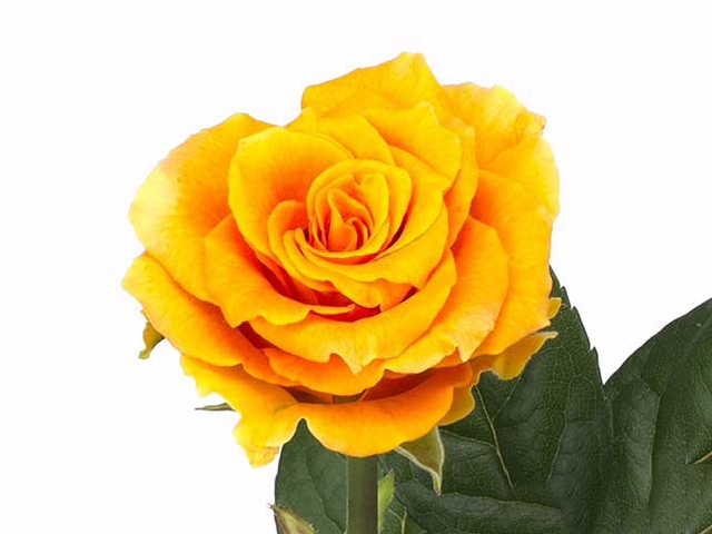 Роза крупноцветковая "Cosima"