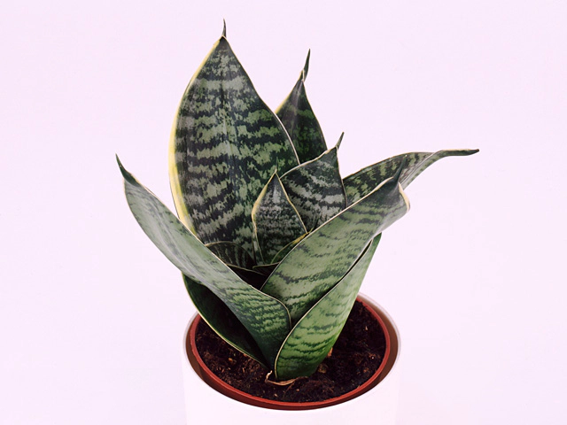 Sansevieria trifasciata 'Yellow Stripe'