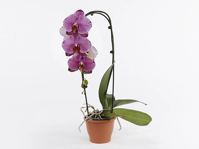 Phalaenopsis GreenbalanZ TwisterZ