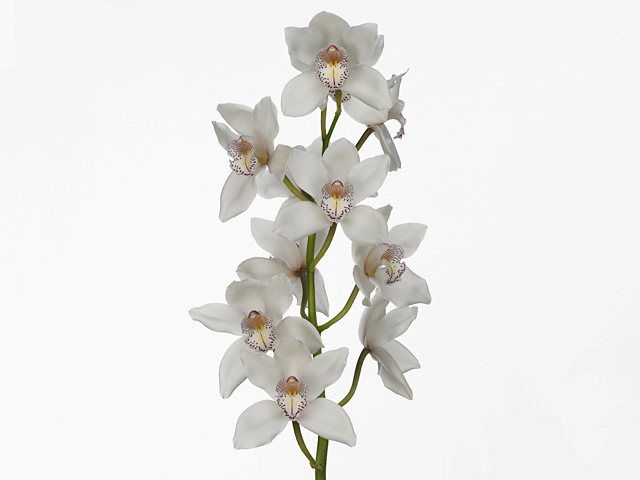 Цимбидиум крупноцветковый "Mrs. White Crystal"