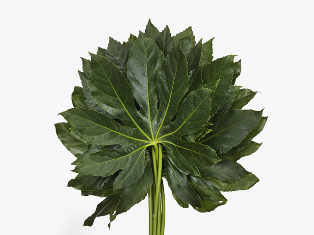 Fatsia japonica per bunch