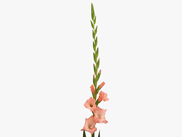 Гладиолус крупноцветковый "Donatella"