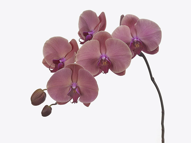 Phalaenopsis per branch 'Coral Sunset'