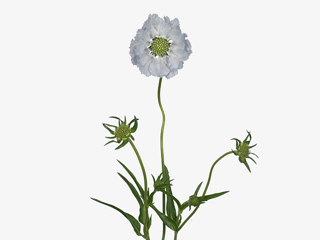 Scabiosa caucasica 'Davida'