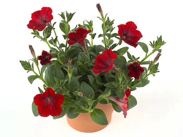 Petunia Ramblin Red