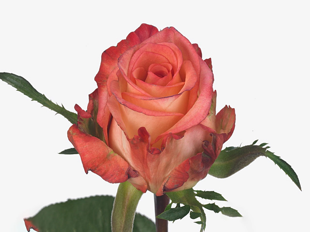 Роза крупноцветковая "Olivia"