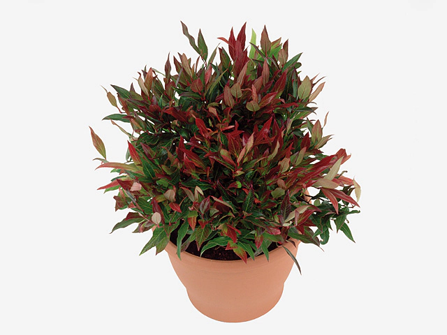 Leucothoe axillaris Red Lips