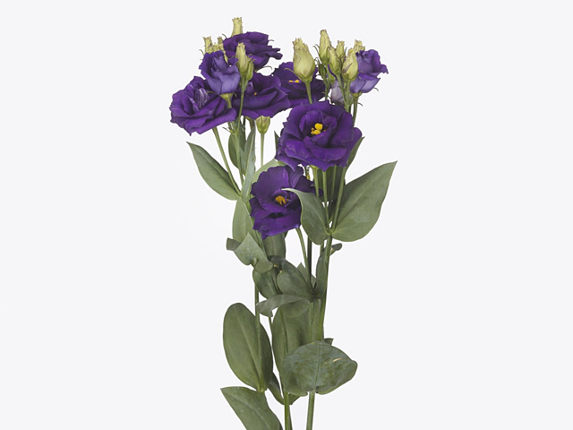 Eustoma russellianum double flowered 'Croma Purple'