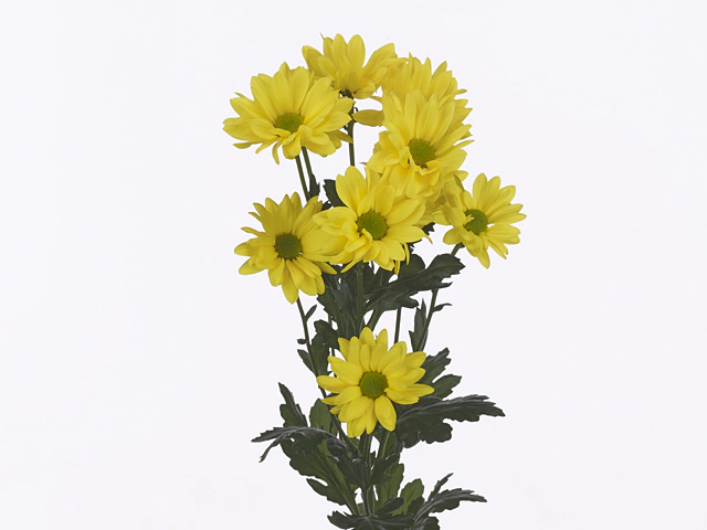 Chrysanthemum (Indicum Grp) spray Endless