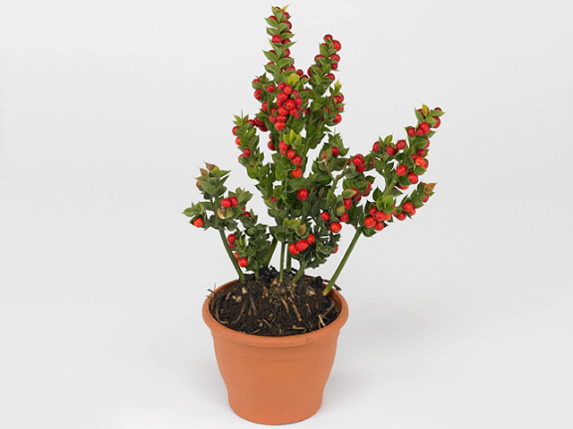 Ruscus aculeatus 'John Redmond'