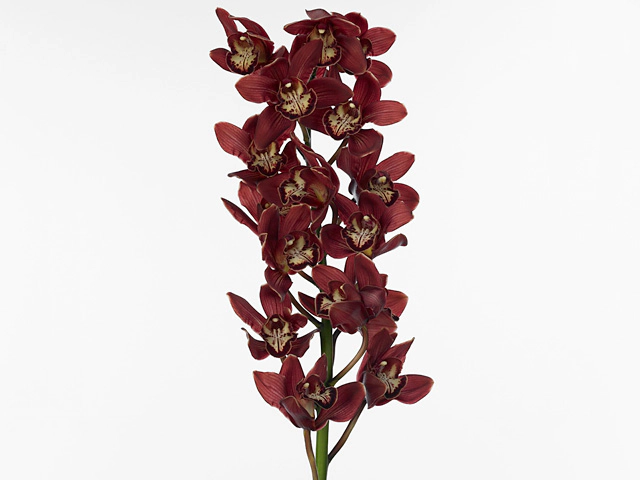 Cymbidium large flowered Red Beauty 'Hanny'