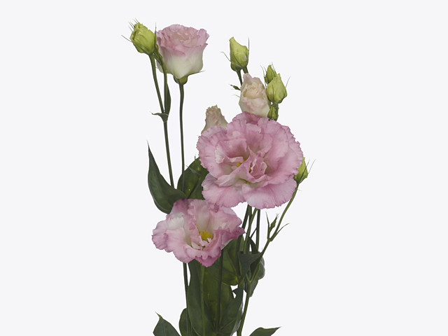 Eustoma russellianum double flowered 'Floralisi Light Pink'