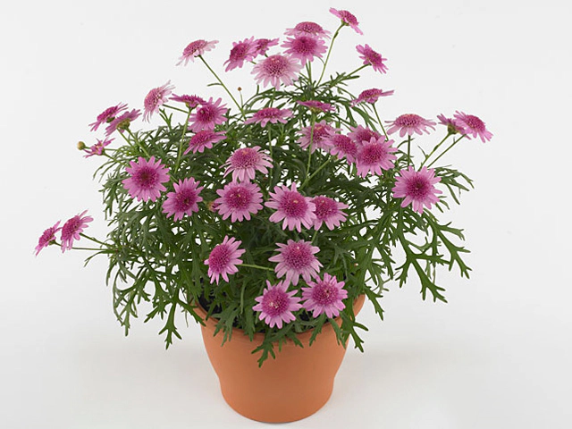 Argyranthemum frutescens Madeira Crested Pink