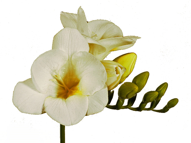 Freesia single flowered 'Polaris'