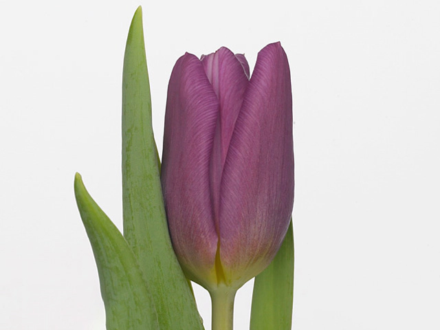 Тюльпан Триумф "Copex"