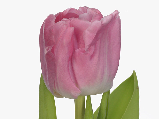 Тюльпан махровый поздний "Globe"