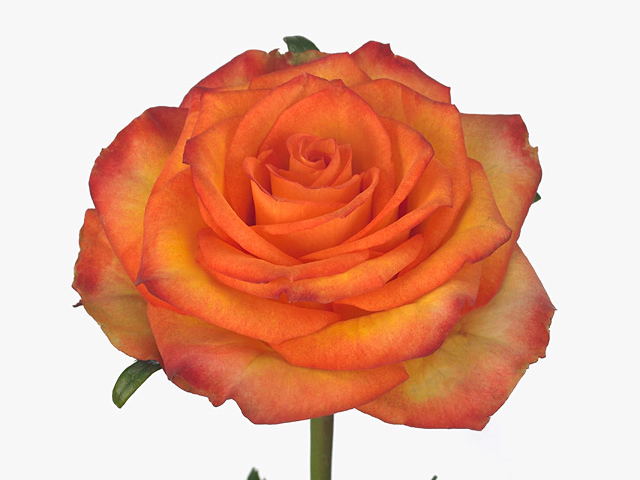 Роза крупноцветковая "Pordosol"