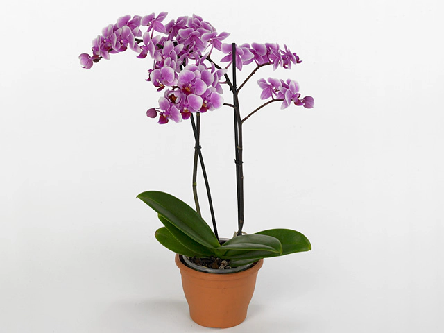 Phalaenopsis Multifloratypes Anthura Carmelo