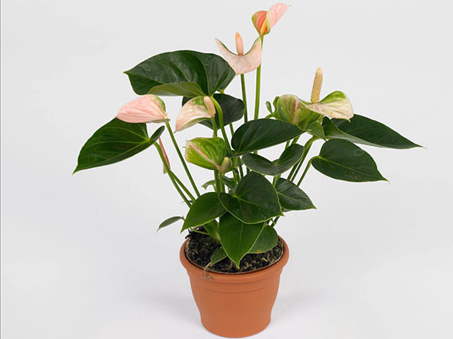 Anthurium Princess Amalia Sweet