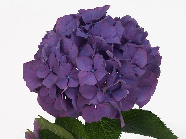 Гортензия крупнолистная "Glowing Embers" (purple)
