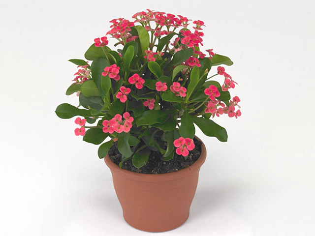 Euphorbia (Milii Grp) 'Hapa'