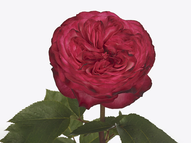 Роза крупноцветковая "Romantic Nostalgie"