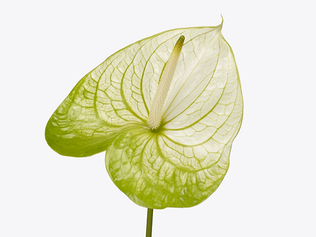 Anthurium (Andreanum Grp) Extase