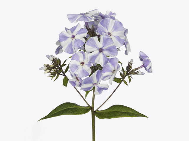 Phlox (Paniculata Grp) Diamonds Carousel