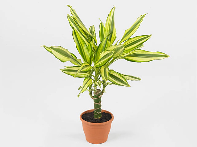 Dracaena fragrans Yellow Coast