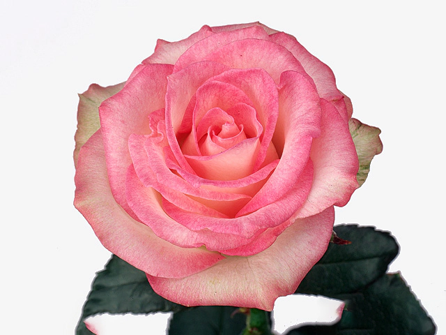 Роза крупноцветковая "Revue"