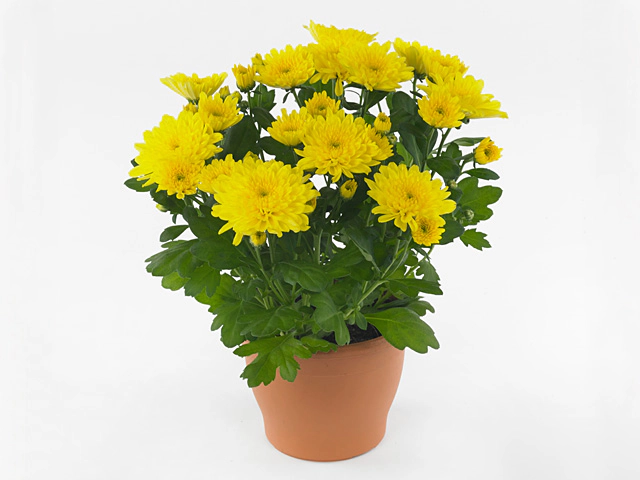 Chrysanthemum (Indicum Grp) Mount Amaro
