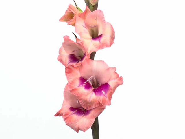 Gladiolus (Small-flowered Grp) Glamini Eva