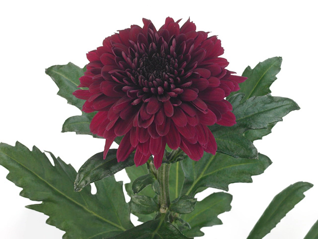 Chrysanthemum (Indicum Grp) disbudded Barca
