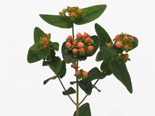 Hypericum androsaemum Sweet Romance