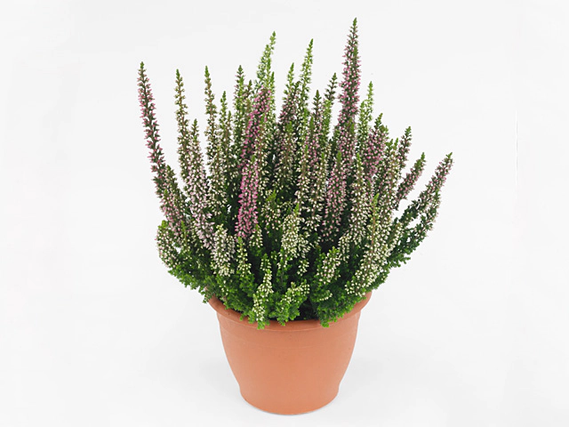 Calluna vulgaris Beauty Ladies Wild Berry Wonder mixed in pan